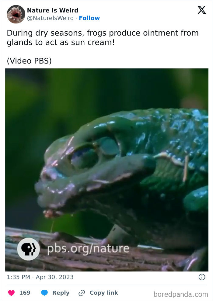 Frog producing sunscreen-like ointment from skin glands