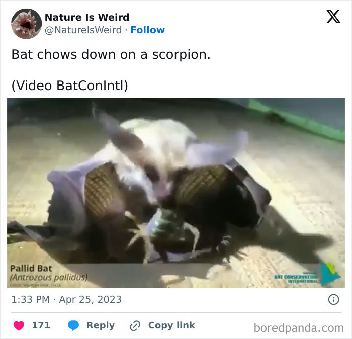 Pallid bat eating a scorpion illustrating wildlife nature behavior.