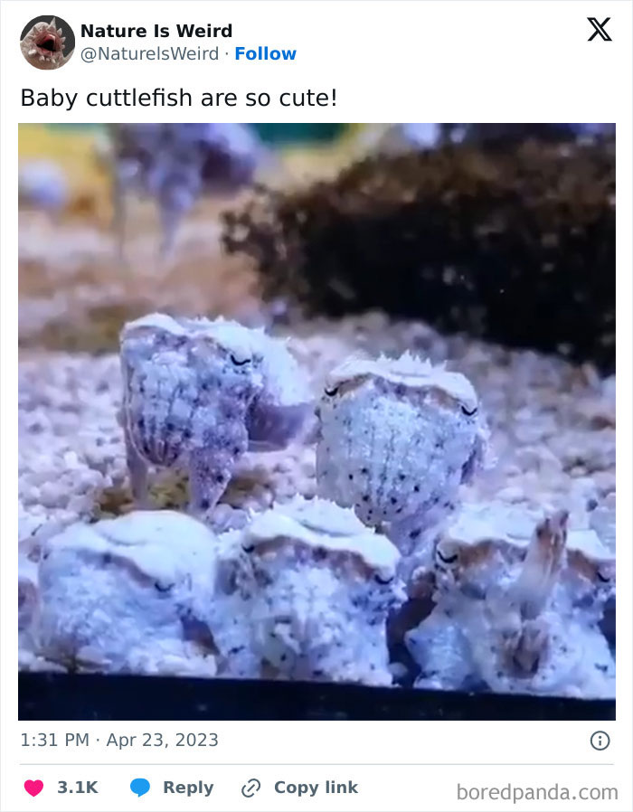 Group of baby cuttlefish displaying cute underwater behavior