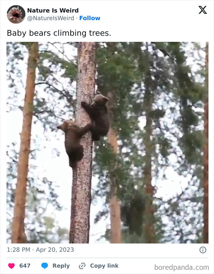 Baby bears climbing tall trees in a forest setting