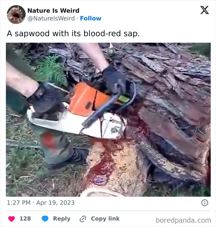 Sapwood bleeding blood-red sap after being cut with chainsaw