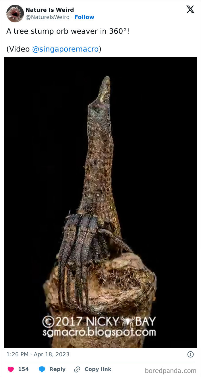 Tree stump orb weaver spider camouflaged on wood in 360 view
