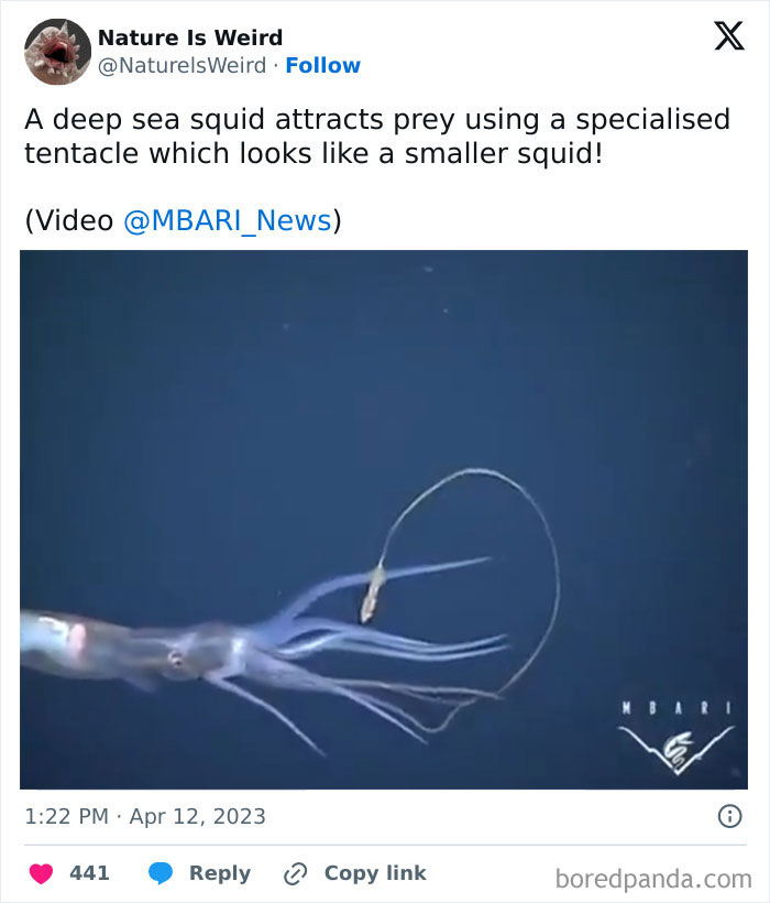 Deep sea squid using specialized tentacle to attract prey