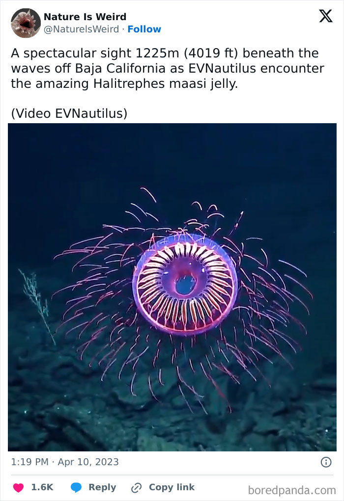 Halitrephes maasi jelly glowing deep sea off Baja California