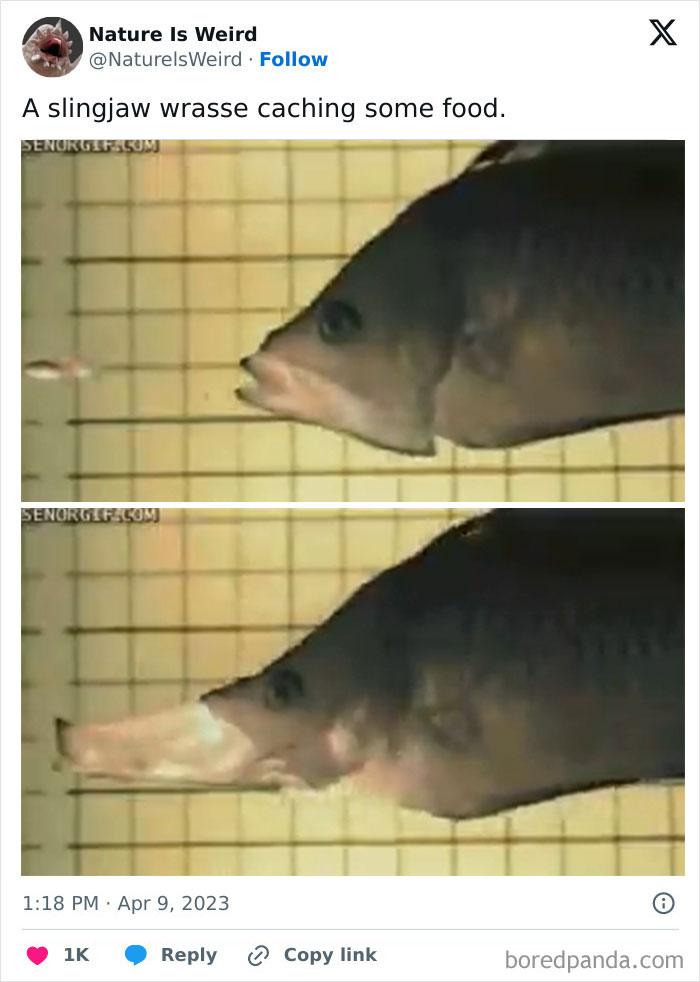 Slingjaw wrasse fish caching food with specialized jaw movement