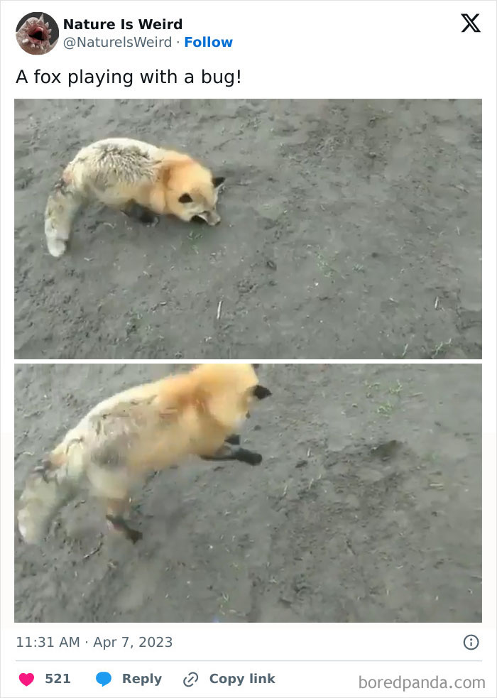 Fox playing with a bug on dirt ground showing interaction with nature