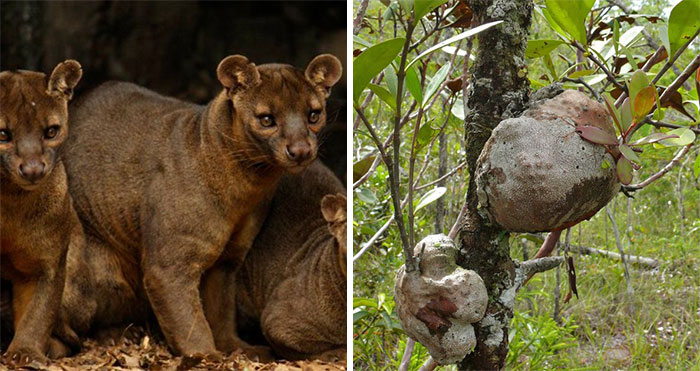 “Nature Is Weird”: 42 Interesting Pics And Facts About Mother Nature
