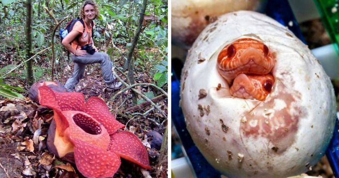 “Nature Is Weird”: 42 Interesting Pics And Facts About Mother Nature