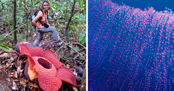 “Nature Is Weird”: 42 Interesting Pics And Facts About Mother Nature