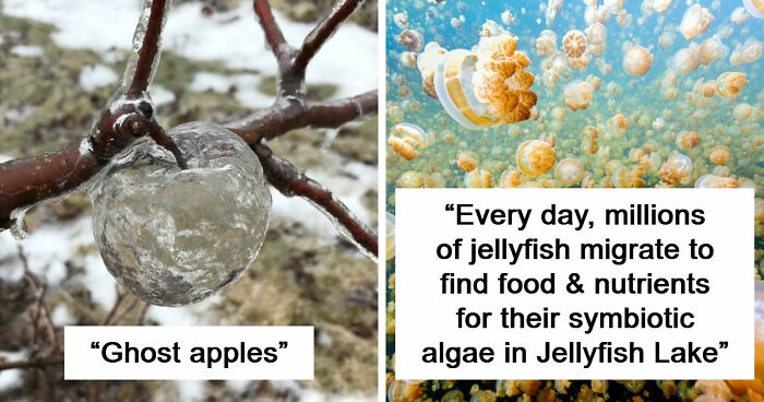 “Nature Is Weird”: 42 Interesting Pics And Facts About Mother Nature