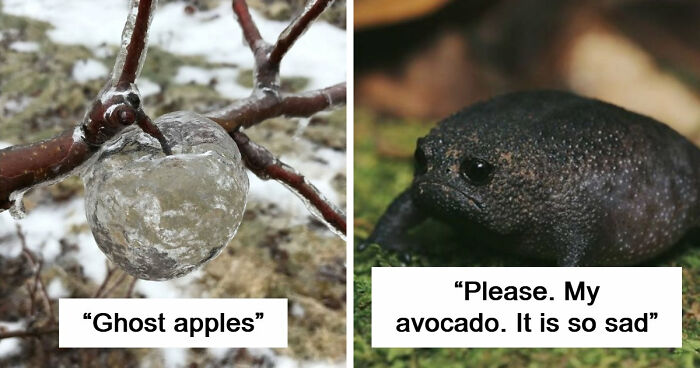 “Nature Is Weird”: 42 Interesting Pics And Facts About Mother Nature