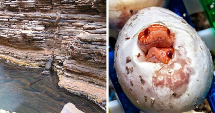 “Nature Is Weird”: 42 Interesting Pics And Facts About Mother Nature