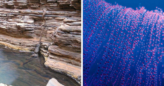 “Nature Is Weird”: 42 Interesting Pics And Facts About Mother Nature
