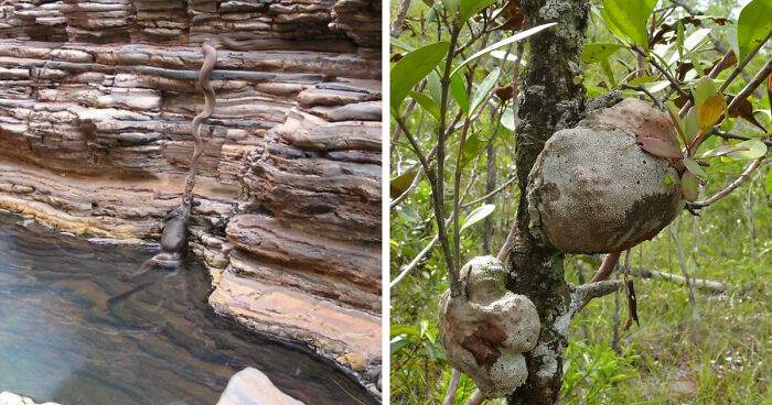 “Nature Is Weird”: 42 Interesting Pics And Facts About Mother Nature
