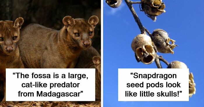 “Nature Is Weird”: 42 Interesting Pics And Facts About Mother Nature