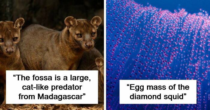 “Nature Is Weird”: 42 Interesting Pics And Facts About Mother Nature