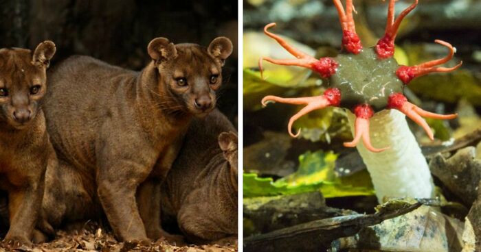 “Nature Is Weird”: 42 Interesting Pics And Facts About Mother Nature