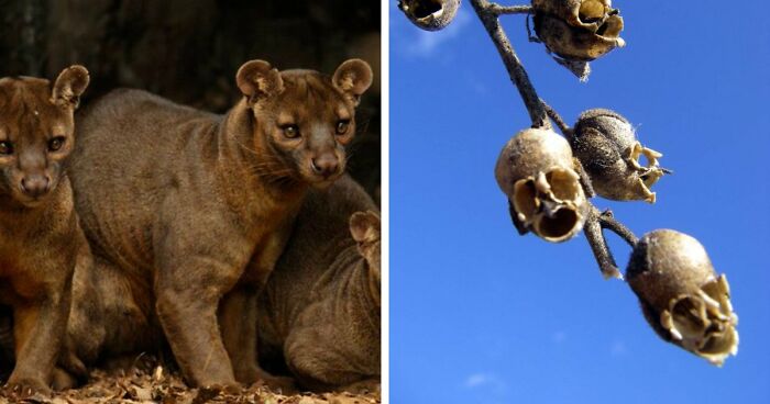 “Nature Is Weird”: 42 Interesting Pics And Facts About Mother Nature