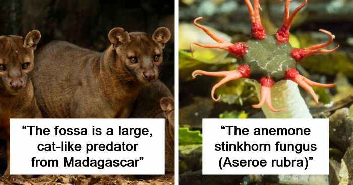 “Nature Is Weird”: 42 Interesting Pics And Facts About Mother Nature