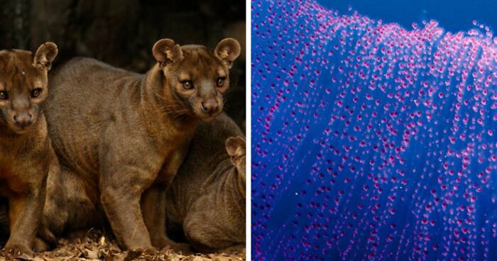 “Nature Is Weird”: 42 Interesting Pics And Facts About Mother Nature