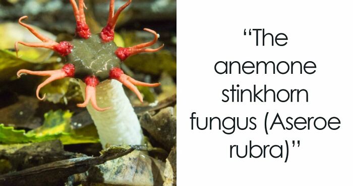 “Nature Is Weird”: 42 Interesting Pics And Facts About Mother Nature