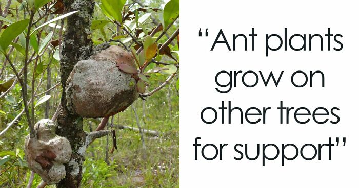 “Nature Is Weird”: 42 Interesting Pics And Facts About Mother Nature