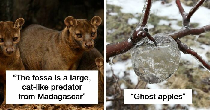 “Nature Is Weird”: 42 Interesting Pics And Facts About Mother Nature