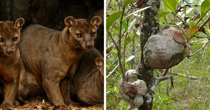 “Nature Is Weird”: 42 Interesting Pics And Facts About Mother Nature