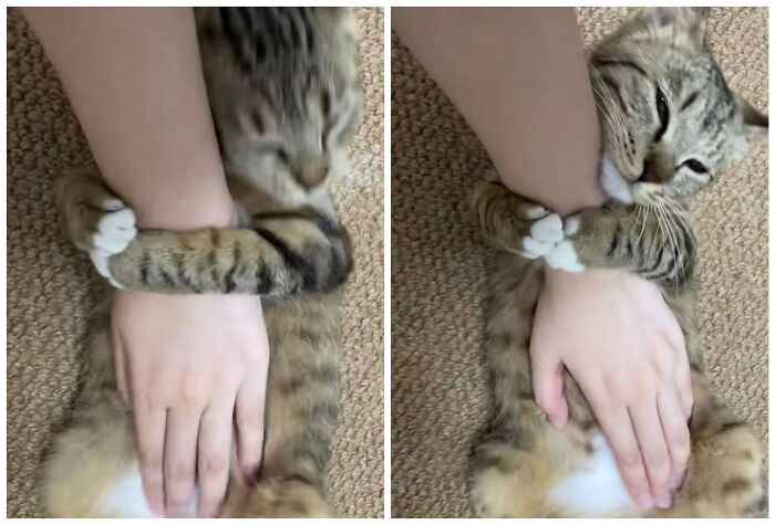 40 Chaotic, Hilarious, And Ridiculously Cute Cat Photos To Help You De-Stress