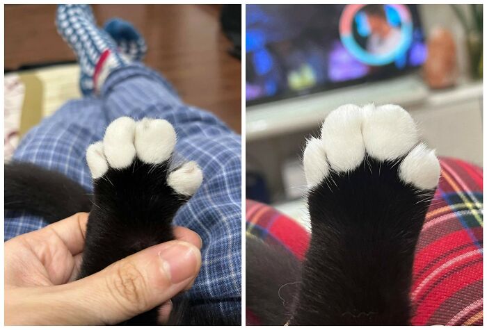 40 Chaotic, Hilarious, And Ridiculously Cute Cat Photos To Help You De-Stress