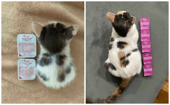 40 Chaotic, Hilarious, And Ridiculously Cute Cat Photos To Help You De-Stress