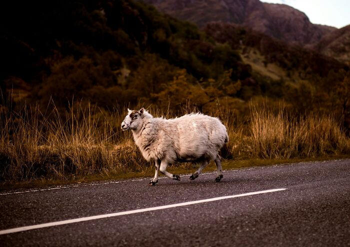 Sheep crossing road in rural outdoor scene with grass and hills