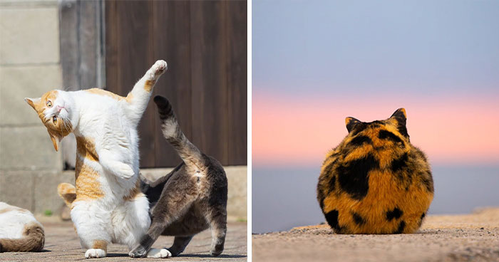 This Photographer Captured Exactly Why Cats Are So Endlessly Entertaining (49 New Pics)