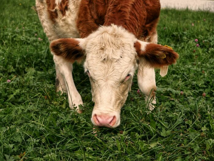Eli5 Why Do Humans Need To Eat Many Different Kind Of Foods To Get Their Vitamins Etc But Large Animals Like Cows Only Need Grass To Survive? 