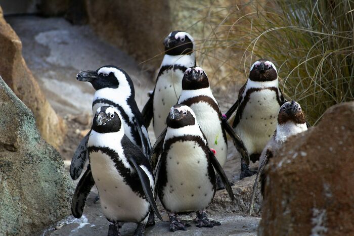 A group of African penguins stands on rocky terrain. Their expressions hint at the hilarious chaos of engagement stories.
