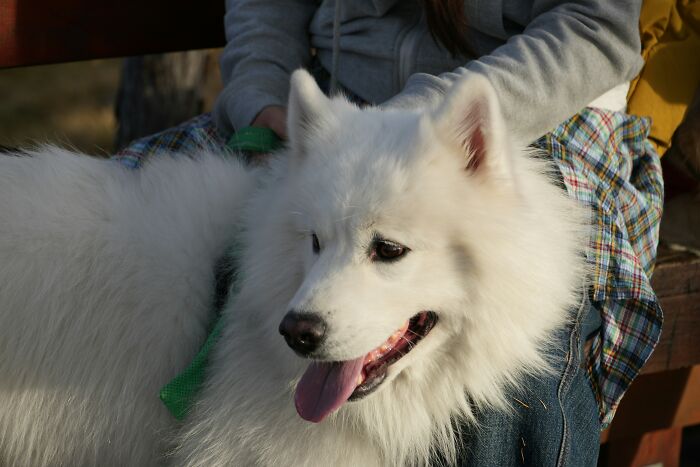 Fluffy white dog sitting on bench with person holding its leash