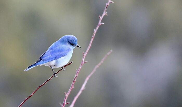 A beautiful blue bird, similar to a crow in intelligence, perched on a branch, showcasing scientific facts about birds.