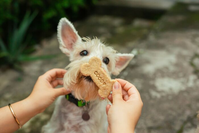 Dog eagerly takes a personalized dog treat named Cocoa during brain on auto pilot moment