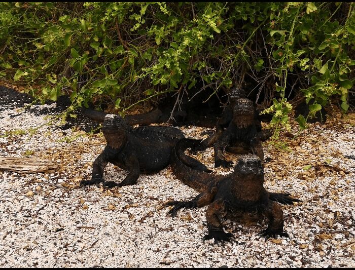 Unique photo of marine iguanas resting on pebble beach near green foliage