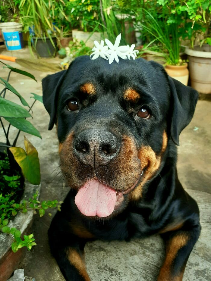 Happy Rottweiler dog with flowers on head in garden