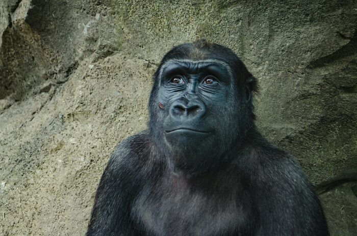 A thoughtful gorilla with a visible facial scratch, against a rock background. Discover cool, fascinating, and concerning facts.