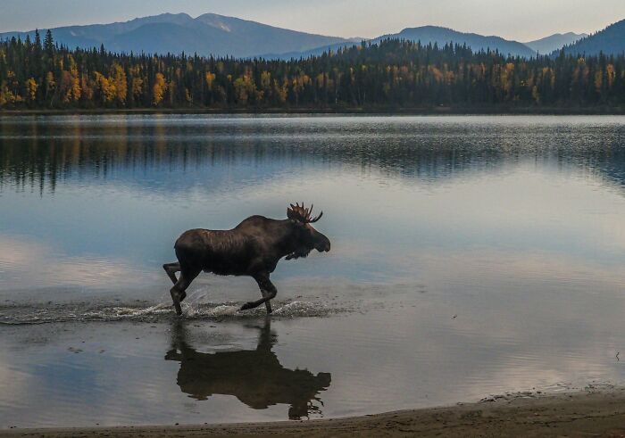 Moose walking through shallow lake with forest background