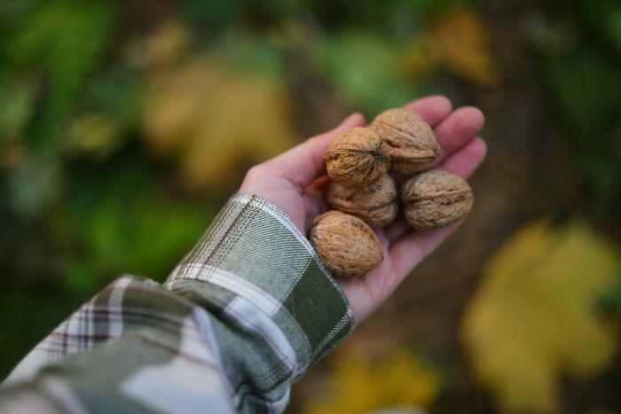 Hand holding unshelled walnuts over blurred outdoors