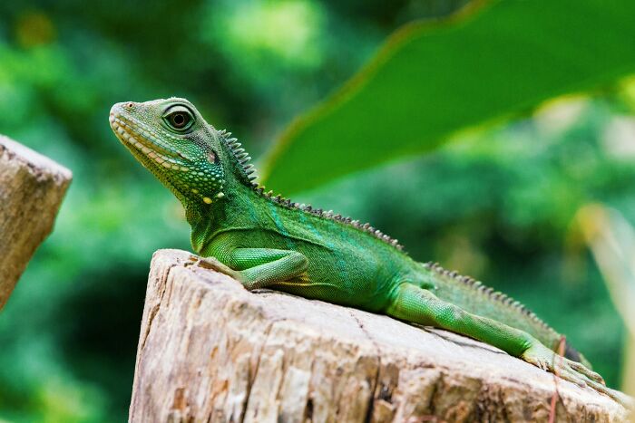 Eli5: Why Do Some Animals (Like Spiders Or Lizards) Spend So Much Time Just Doing Nothing? What Is Happening And Why? 