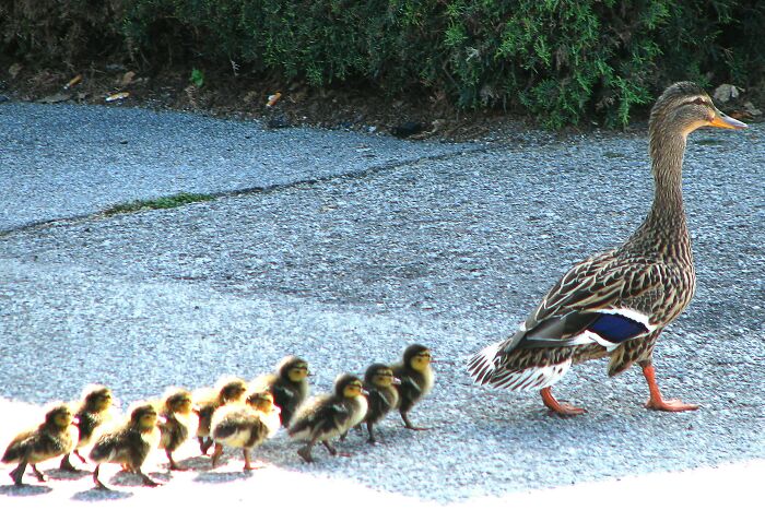 Duck leading ducklings crossing road symbolizing January 6 moments