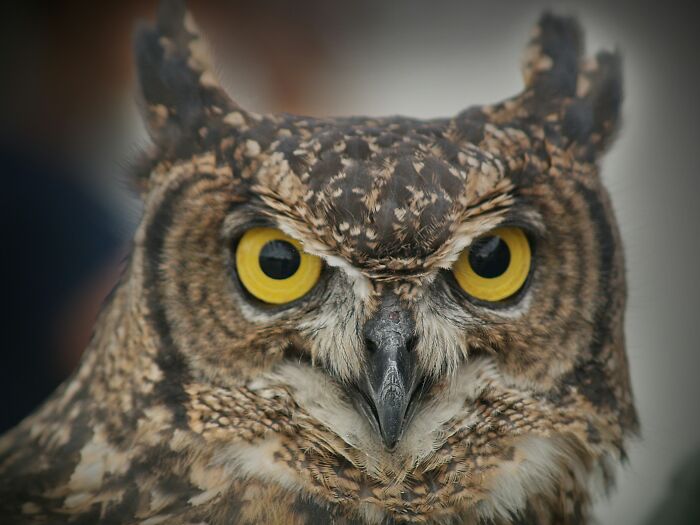 Close-up of owl with striking yellow eyes