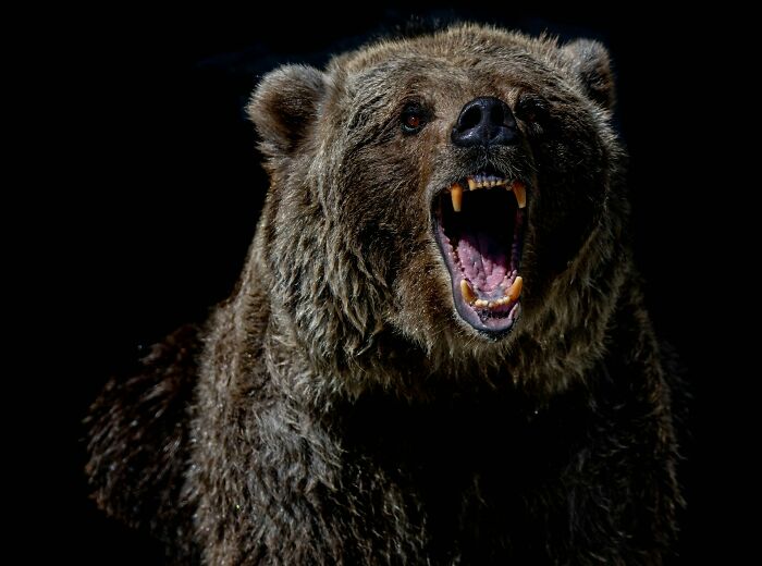A close-up of an angry bear roaring, showing its teeth against a dark background, evoking truly disturbing d***h stories.