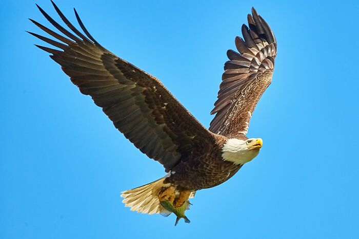 Bald eagle soaring with a fish symbolizing shocking nature facts