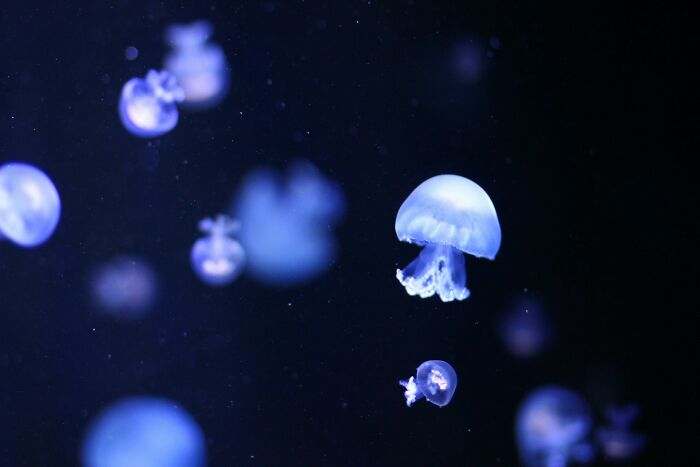 Luminous blue jellyfish float in dark water, showcasing the beauty of scientific facts about nature.