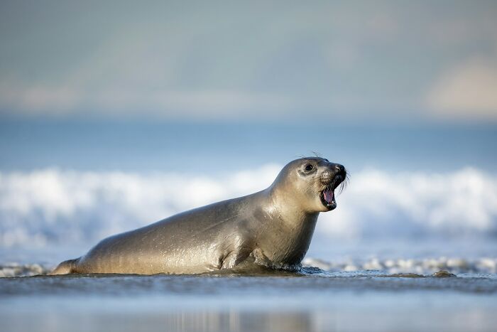 Seal resting on shore with ocean waves in background for random facts about animals